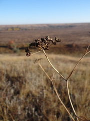Seseli pallasii