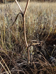 Seseli pallasii