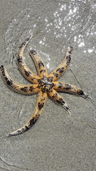Luidia australiae