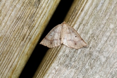 Metarranthis warneri