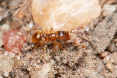 Pheidole rugosula