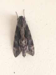 Erinnyis oenotrus