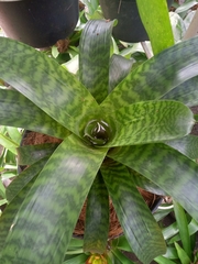Bromeliaceae