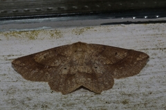 Euchlaena marginaria