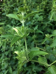 Poikilacanthus glandulosus
