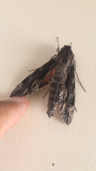 Erinnyis oenotrus