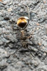 Polyrhachis aurea