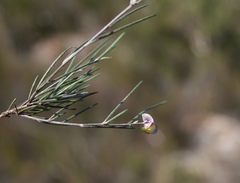 Aspalathus lebeckioides