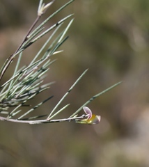 Aspalathus lebeckioides