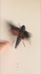Erinnyis oenotrus