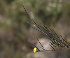 Aspalathus lebeckioides