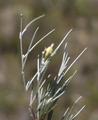 Aspalathus lebeckioides