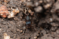 Rhytidoponera victoriae