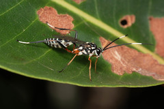 Xanthocryptus novozealandicus