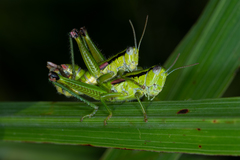 Odontopodisma decipiens
