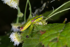 Odontopodisma decipiens