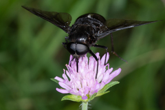 Pangonius funebris