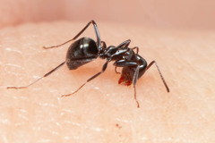 Iridomyrmex suchieri