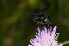 Pangonius funebris