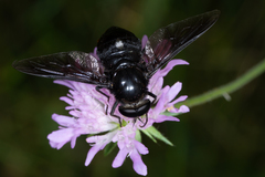 Pangonius funebris
