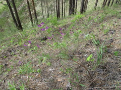 Astragalus suffruticosus