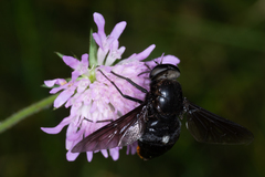 Pangonius funebris