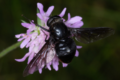 Pangonius funebris