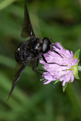 Pangonius funebris