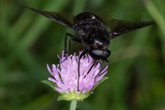 Pangonius funebris
