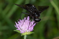 Pangonius funebris