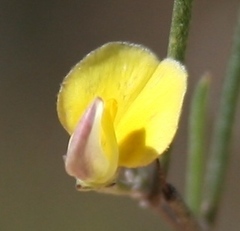 Aspalathus lebeckioides