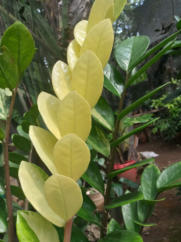ZZ plant stems detail