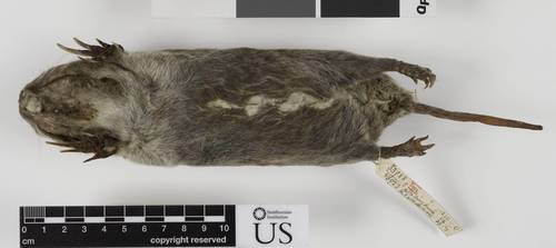 Southeastern Pocket Gopher