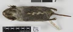 Southeastern Pocket Gopher photo 3