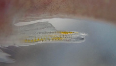 Poecilia salvatoris