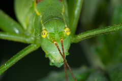 Leptophyes laticauda