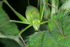 Leptophyes laticauda