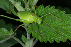 Leptophyes laticauda