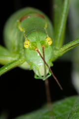 Leptophyes laticauda