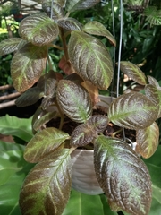 Iresine diffusa herbstii