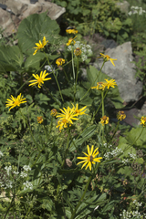 Senecio kolenatianus