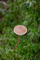 Galerina paludosa