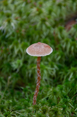 Galerina paludosa