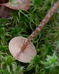Galerina paludosa