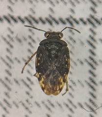 Saldula saltatoria