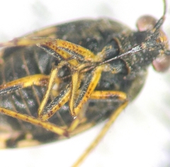 Saldula saltatoria