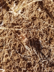 Hexisopodidae