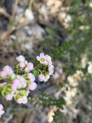 Thryptomene saxicola