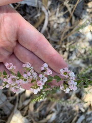 Thryptomene saxicola