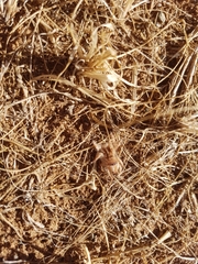 Hexisopodidae